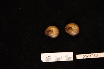 Media type: image; Malacology 74575